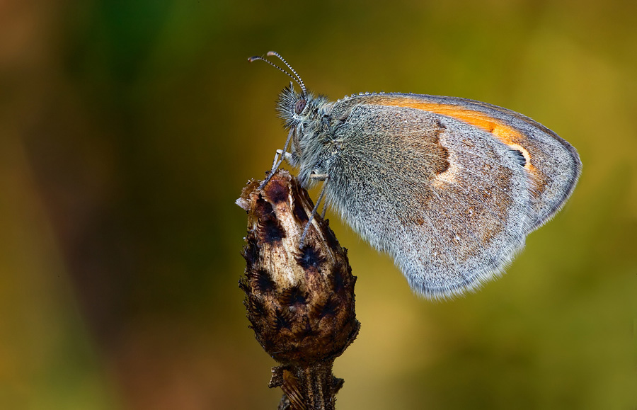 Identificazione - Coenonympha pamphilus