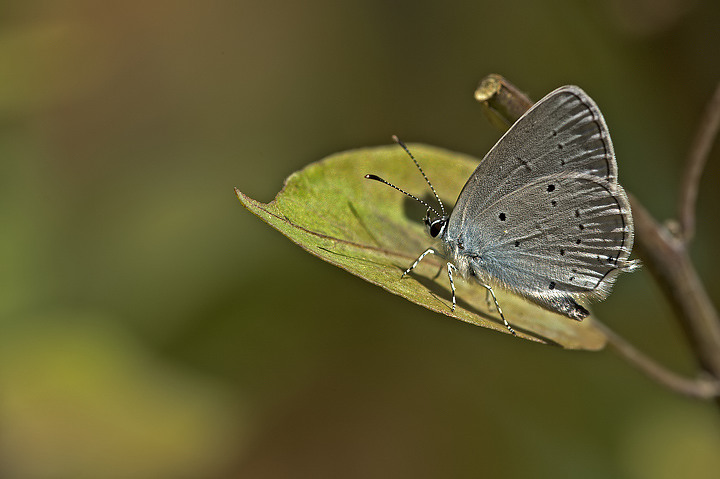 Identificazione licenide