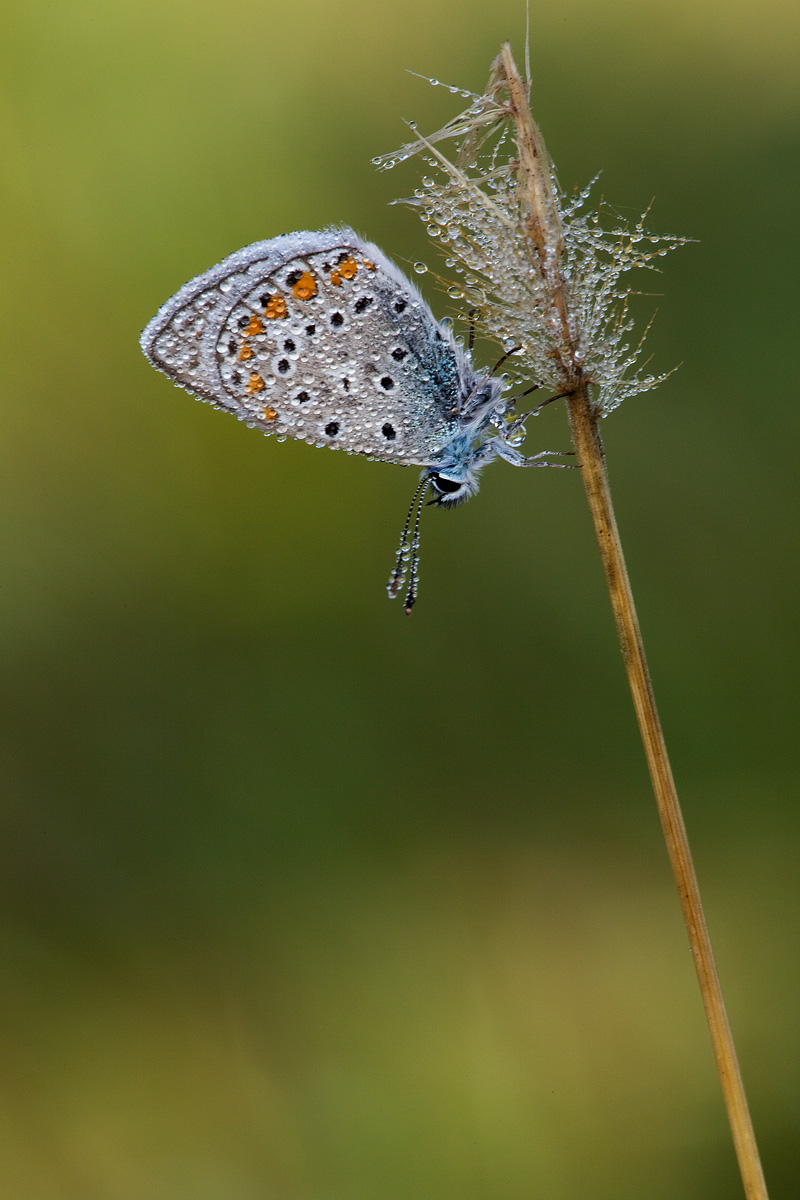 Identificazione - Polyommatus (Polyommatus) icarus