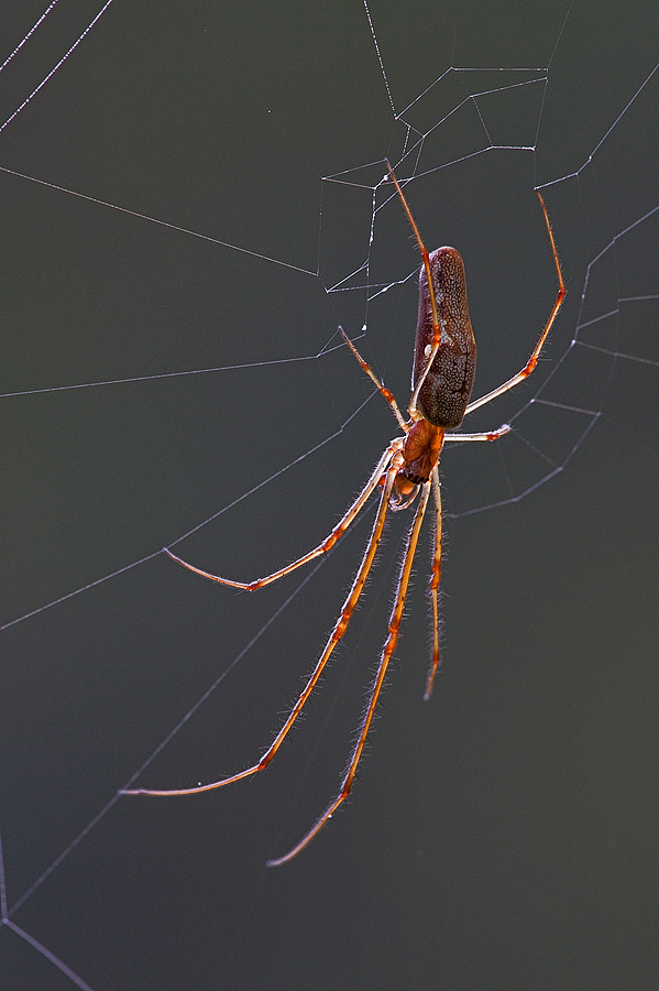 Tetragnatha sp.