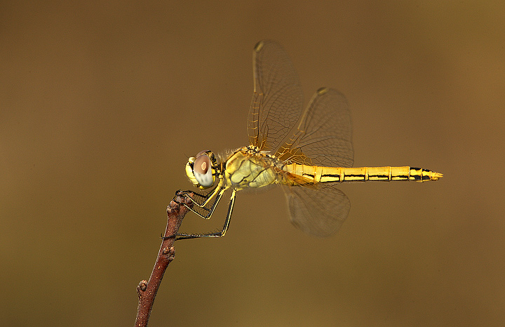 Orthetrum cancellatum? - Sympetrum fonscolombii