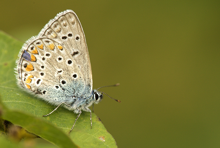 Polyommatus icarus