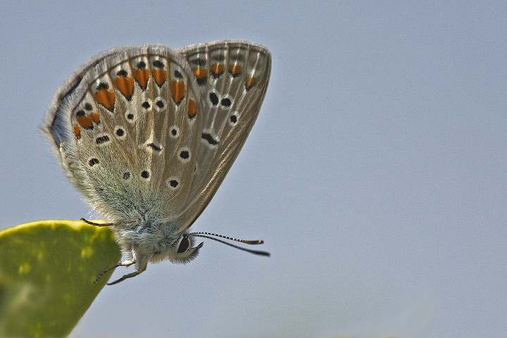 Pollyommatus icarus