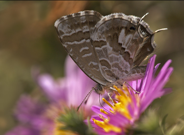 Cacryerus marshalli?