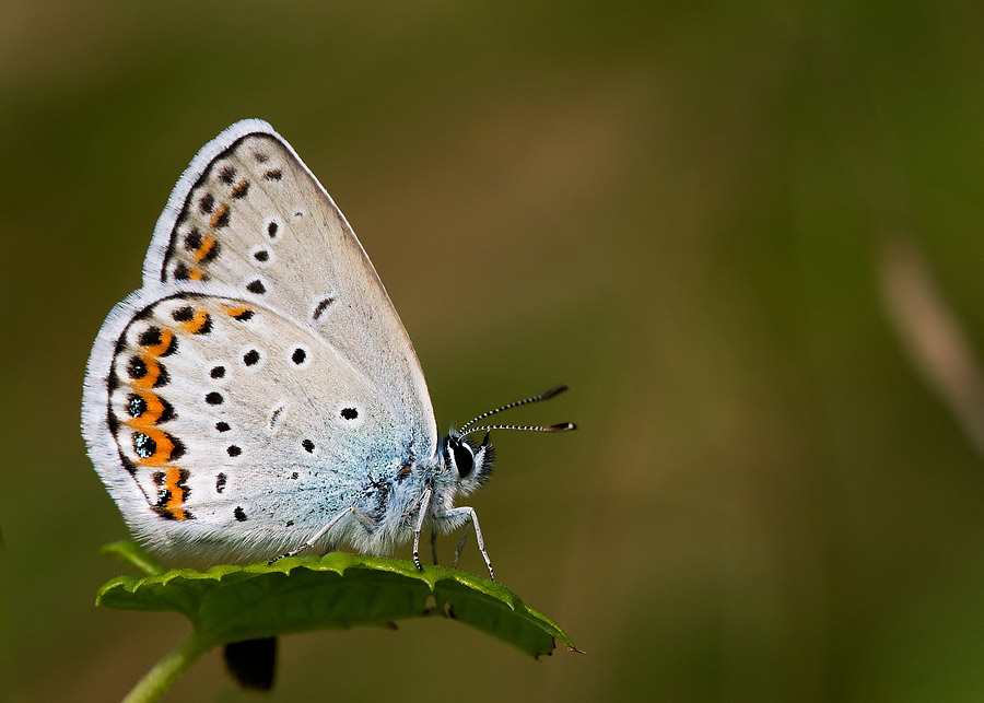 Identificazione - Plebejus sp.