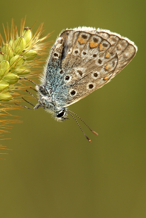 Pollyommatus icarus?