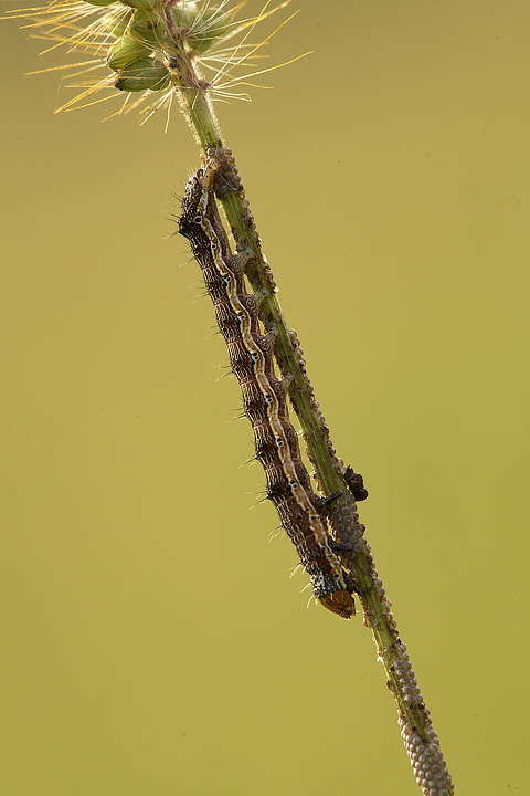 Helicoverpa armigera