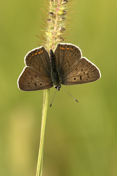 Lycaena tityrus