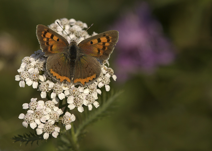 Lycaena phlaeas