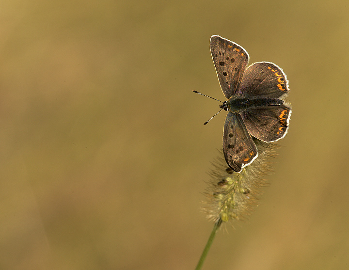 Lycaena tityrus?