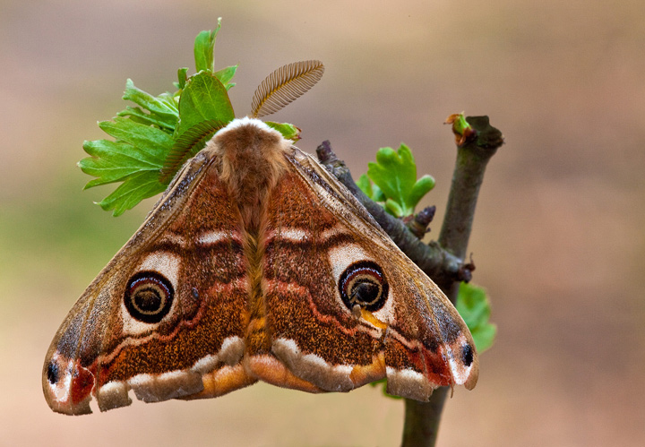 Identificazione : Saturnia pavoniella