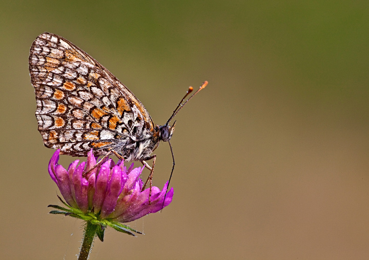 Identificazione - Melitaea phoebe