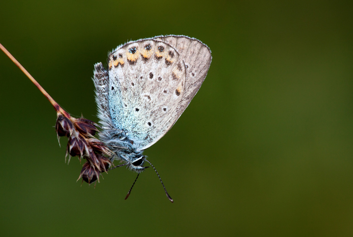 Ripropongo per identificazione - Plebejus sp.