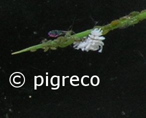 larve di Coleottero Coccinellide Scimnino