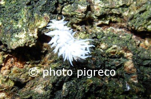 larve di Coleottero Coccinellide Scimnino