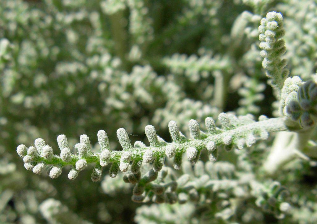 pianta del genere Helichrysum ? elicriso