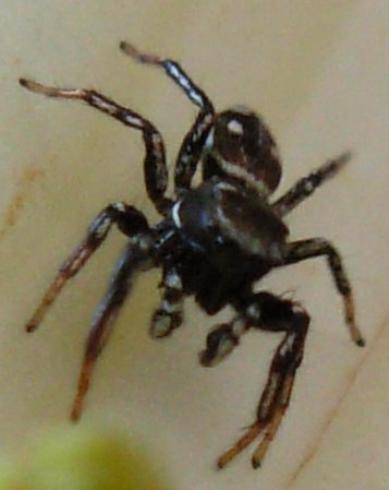 Amaurobius sp.; Heliophanus sp.