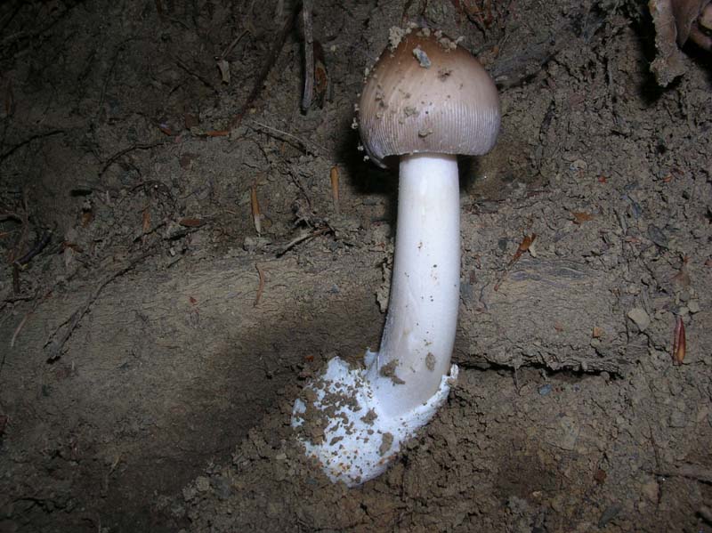 Amanita sp.