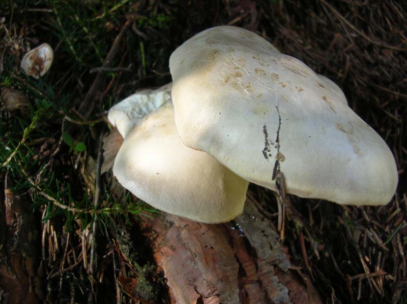 Lentinus lepideus?