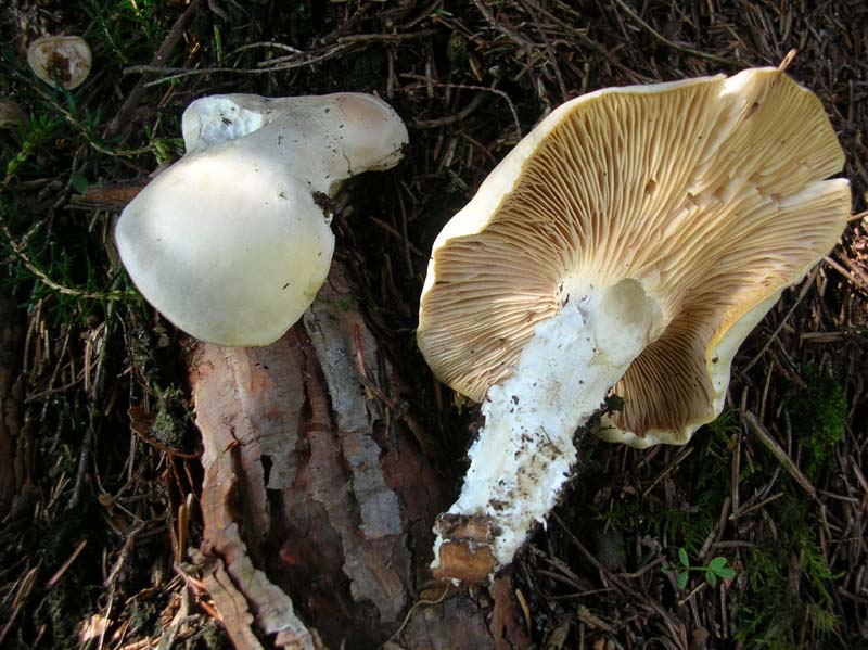 Lentinus lepideus?