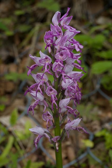 O. militaris oppure O. simia (Marche)