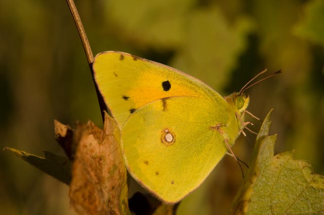 tante farfalle e tanti dubbi