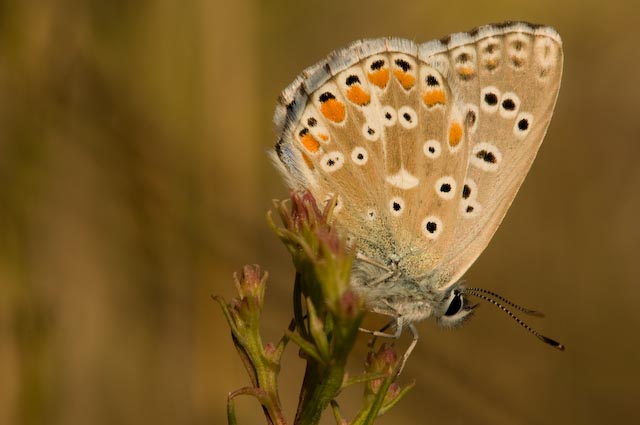 tante farfalle e tanti dubbi