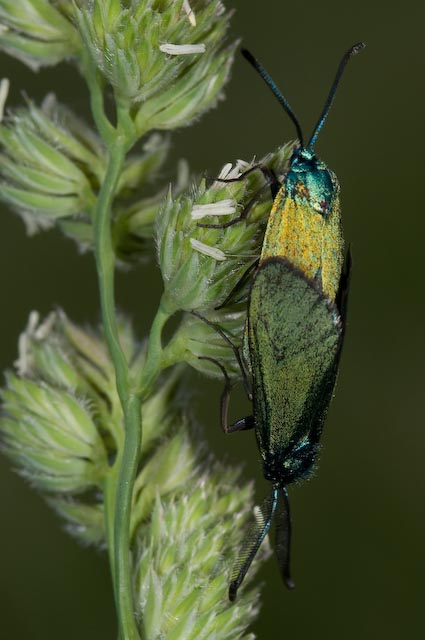 tante farfalle e tanti dubbi