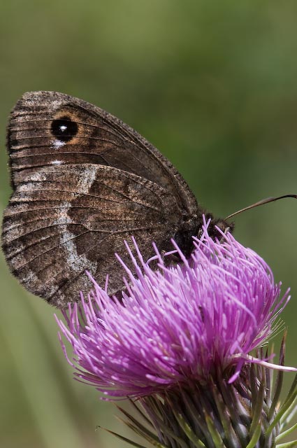 tante farfalle e tanti dubbi