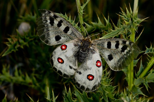 tante farfalle e tanti dubbi