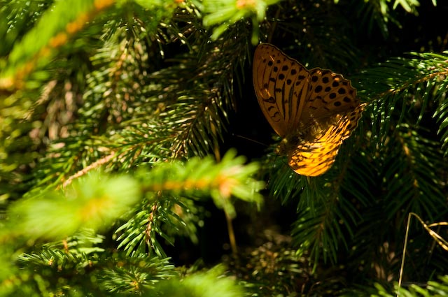 Maschio di Argynnis paphia