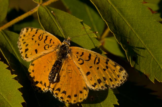 Melitaea didyma