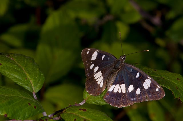 Limenitis reducta