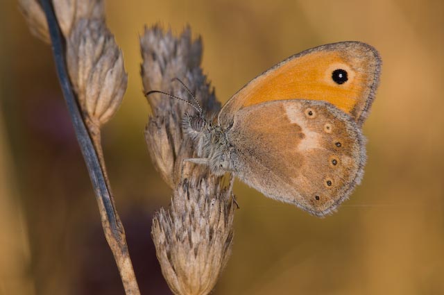 Coenonympha pamphilus