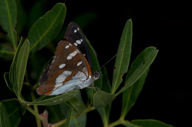 Limenitis reducta