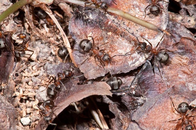 Nidi di Formica gruppo rufa