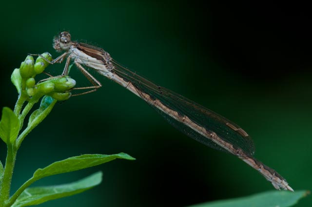 odonato 5 - Sympecma fusca