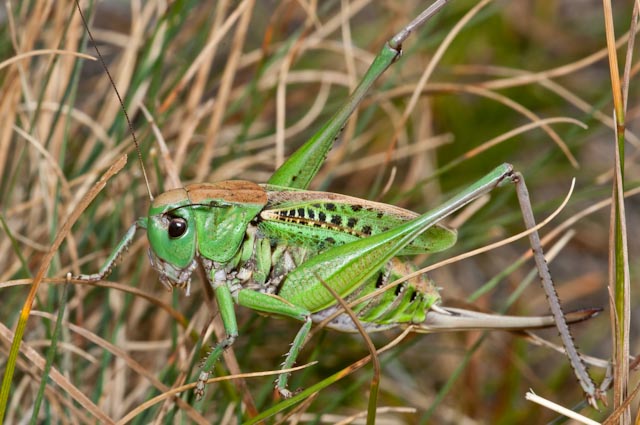 Decticus verrucivorus