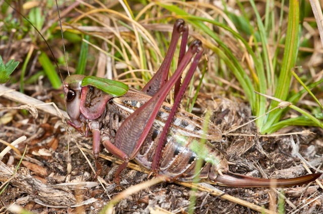 Decticus verrucivorus