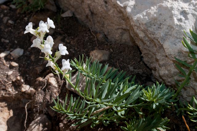 Linaria purpurea, forma ipocromica