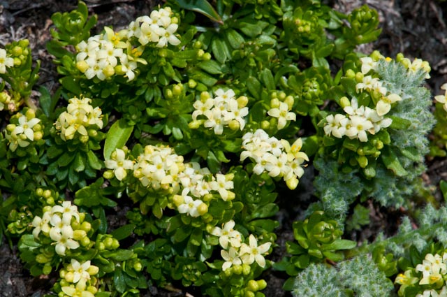 Galium magellense / Caglio della Majella