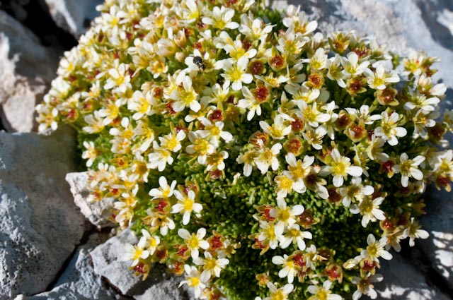 Saxifraga moschata