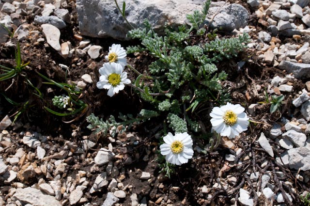 Achillea barrelieri