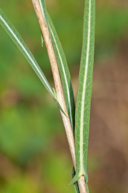 Lactuca saligna / Lattuga saligna