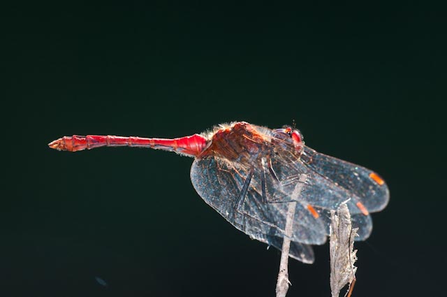 odonato 7 - Sympetrum sanguineum (maschio)