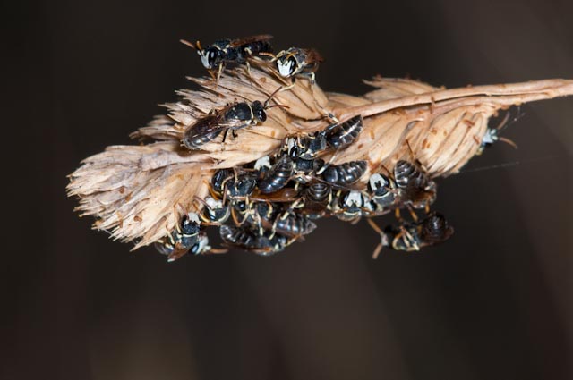 Hylaeus sp. (Apidae Colletinae)