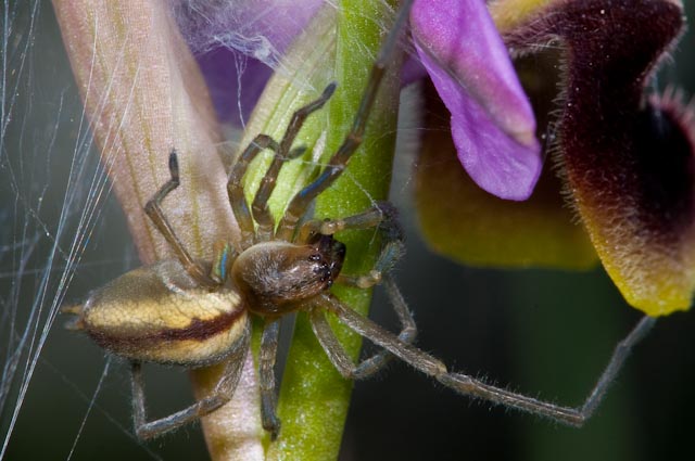 Cheiracanthium sp.