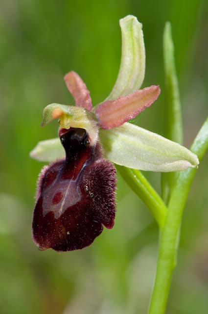 Ibridi di sphegodes