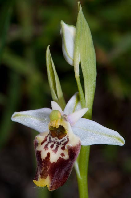 Variabilit di Ophrys fuciflora