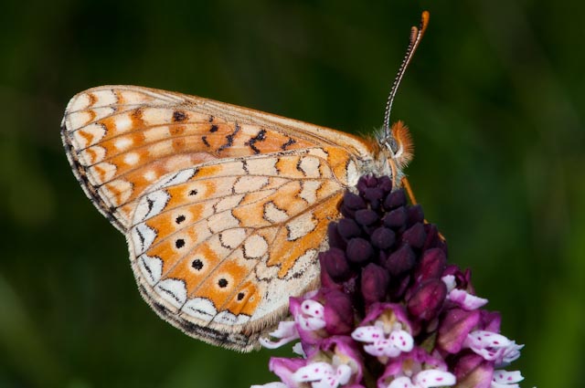 Farfalla da identificare - Euphydryas aurinia